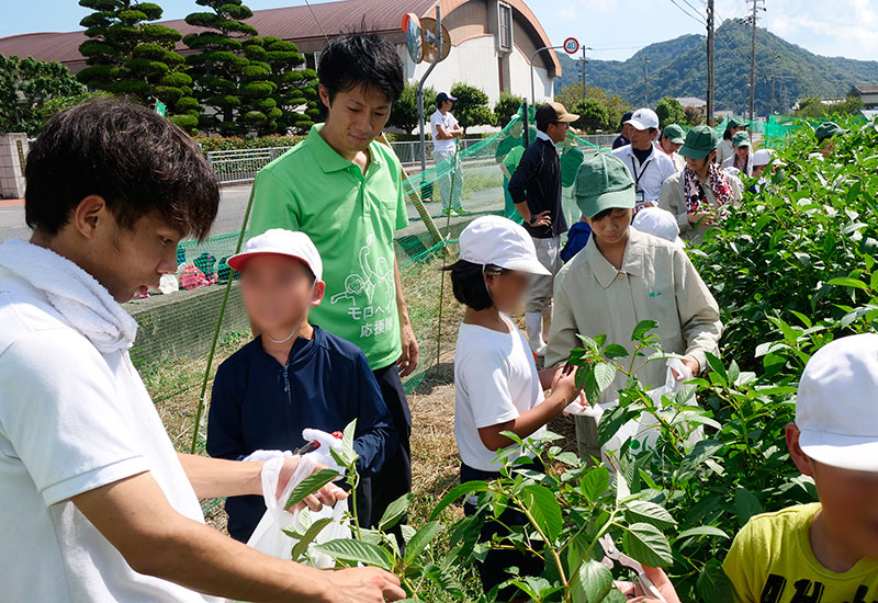 上郡高校のモロヘイヤ収穫イベント