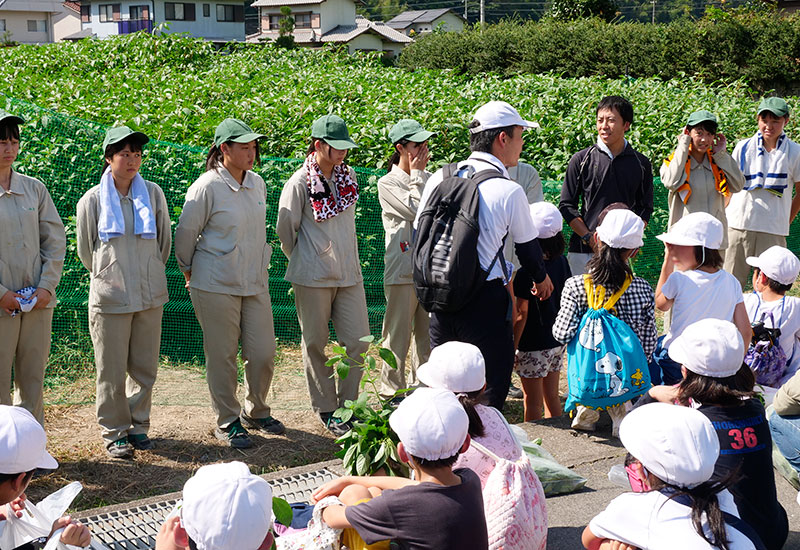 上郡高校のモロヘイヤ収穫イベント